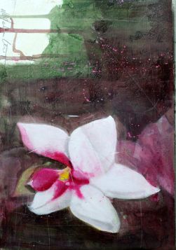 orchidea-1_maurizio-galimberti